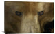 "Grizzly Bear Portrait, Native To North America" Artwork, 30" x 20"