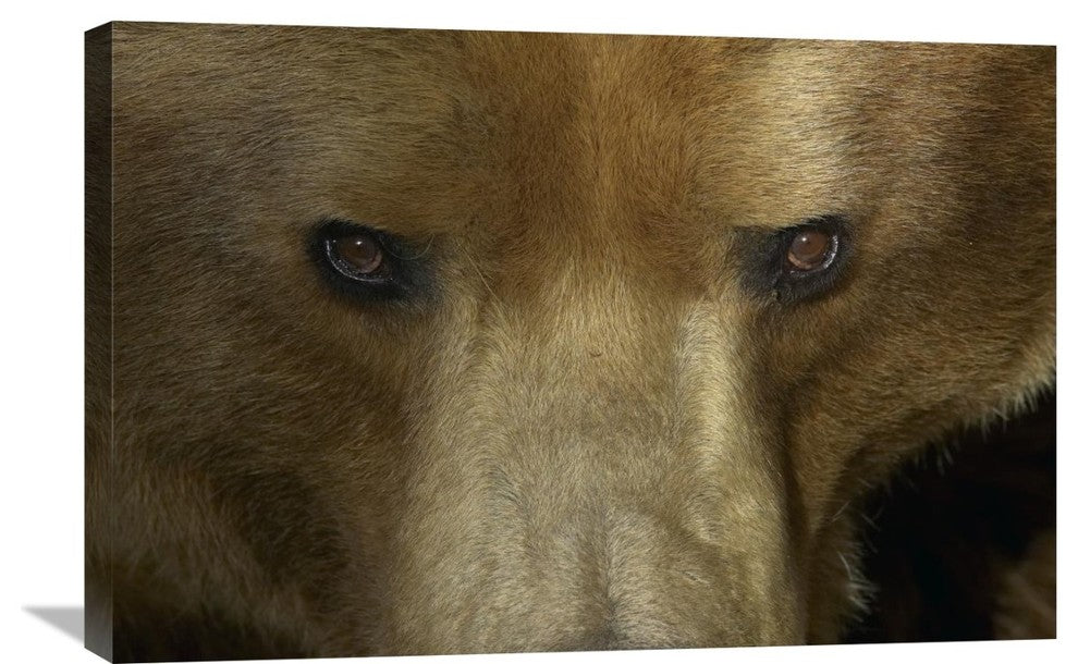 "Grizzly Bear Portrait, Native To North America" Artwork, 30" x 20"