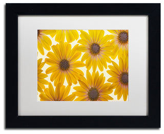 Cora Niele 'Yellow Cape Daisies' Matted Framed Art