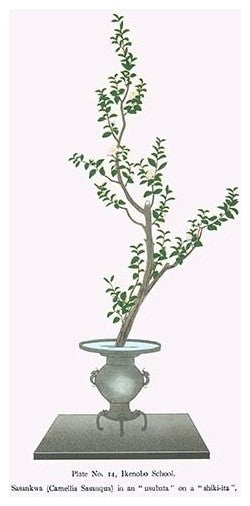 Sasankwa (Camellia Sasanqua) in a Usubata - Gallery Wrapped Canvas Art 28" x 42"