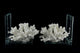 2-Piece White Coral On Glass Coastal Bookend Set