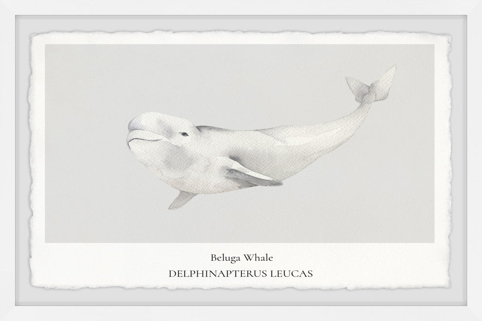 "Beluga Whale" Framed Painting Print, 36x24
