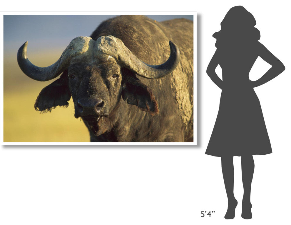 "Cape Buffalo portrait, Kenya" Digital Paper Print by Tim Fitzharris, 62"x42"