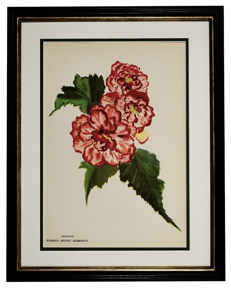 Original Vintage Paris Begonia Flower Framed Print