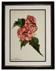 Original Vintage Paris Begonia Flower Framed Print