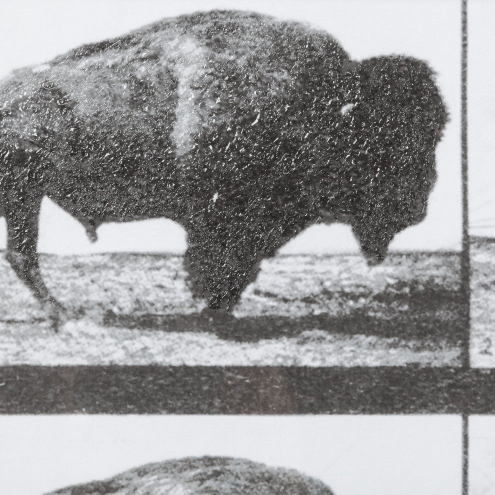 Buffalo Walking Photographic Negative