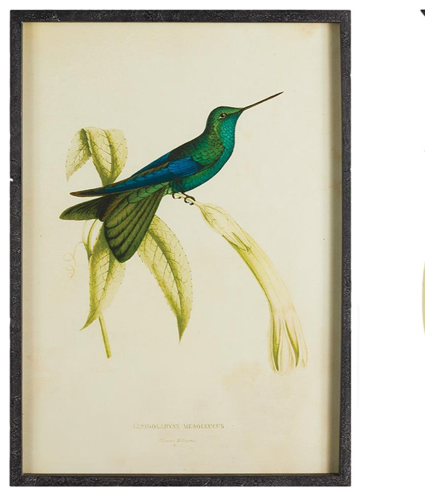 Set of 6 Vintage Style Hummingbird Prints Antique Look Blue Green Bird Botanical
