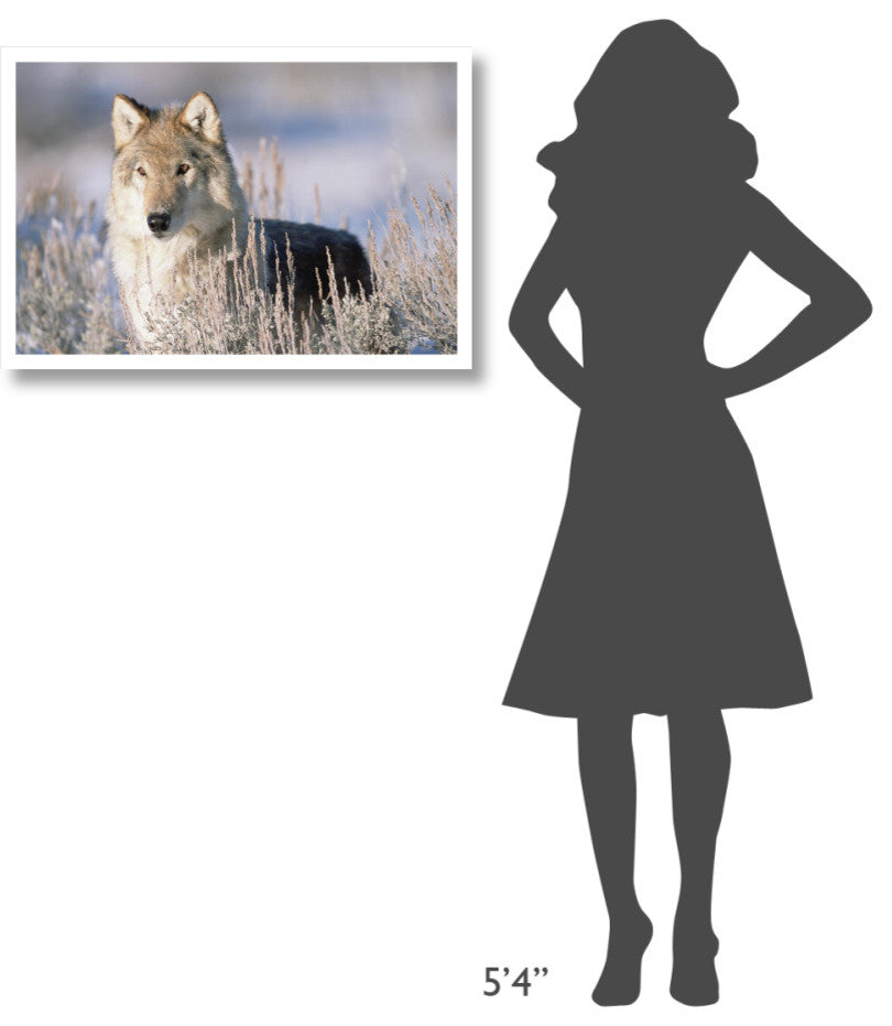 "Timber Wolf portrait, North America" Paper Print by Tim Fitzharris, 32"x22"