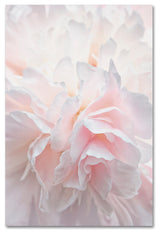 Cora Niele 'Pink Peony Petals IV' Canvas Art