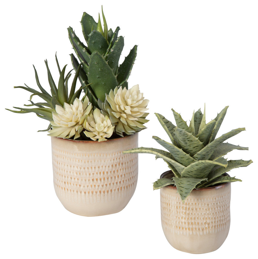 Full view of both potted succulents on white background.