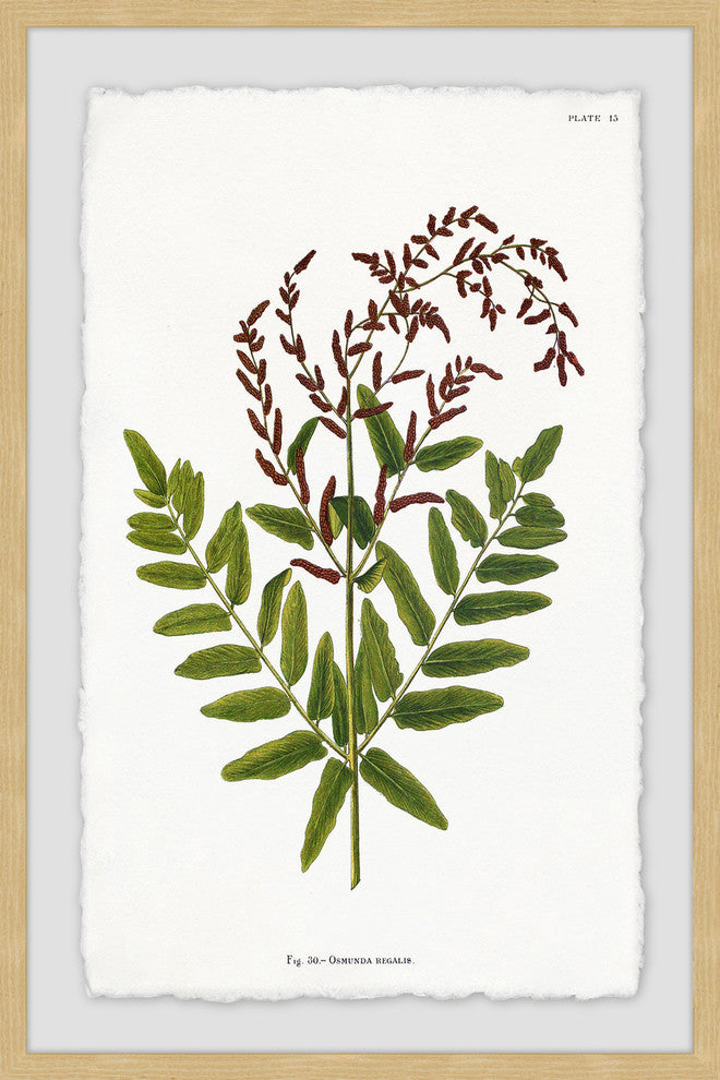 "Sympathy Ferns" Framed Painting Print, 12"x18"