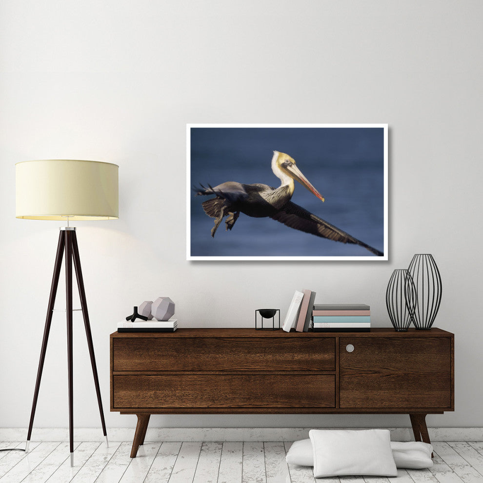 "Brown Pelican flying, California" Paper Print by Tim Fitzharris, 50"x34"