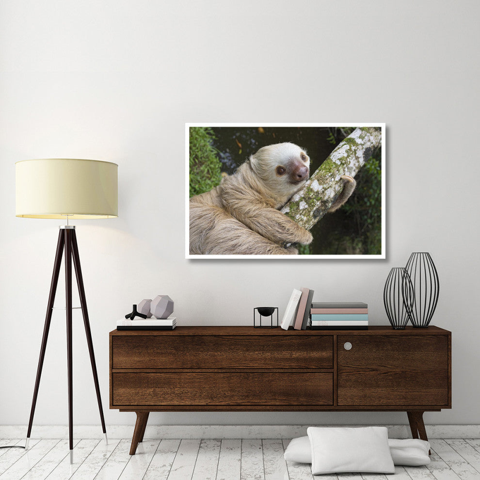 "Hoffmann's Two-toed Sloth, Aviarios Sloth Sanctuary" Paper Art, 50"x34"