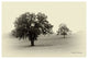 "Horses and Trees II" Digital Paper Print by Debra Van Swearingen, 20"x14"