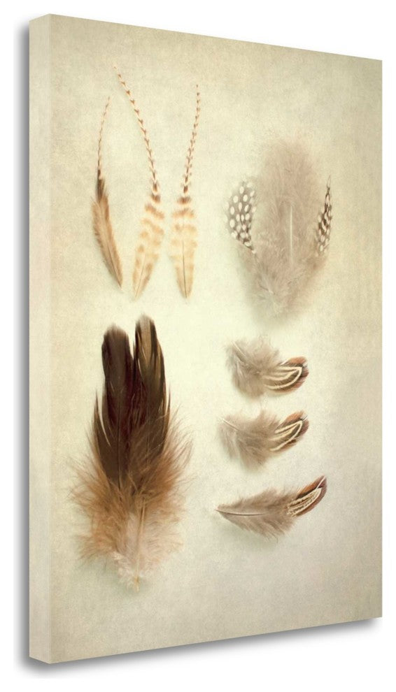 "Feathers II" By Elizabeth Urquhart, Giclee Print on Gallery Wrap Canvas