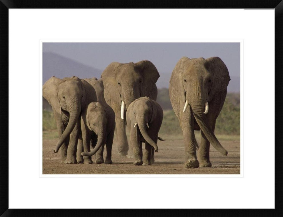 African Elephant Herd With Calves, Amboseli National Park, Kenya, 24"x18"