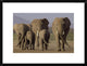 African Elephant Herd With Calves, Amboseli National Park, Kenya, 24"x18"