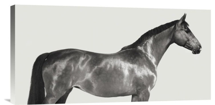 "Kingsman Cavalier, English Thoroughbred" Canvas by Pangea Images, 24x12"