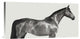 "Kingsman Cavalier, English Thoroughbred" Canvas by Pangea Images, 24x12"