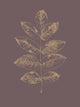 Botanica 2 - 72 x 54 by Design Fabrikken