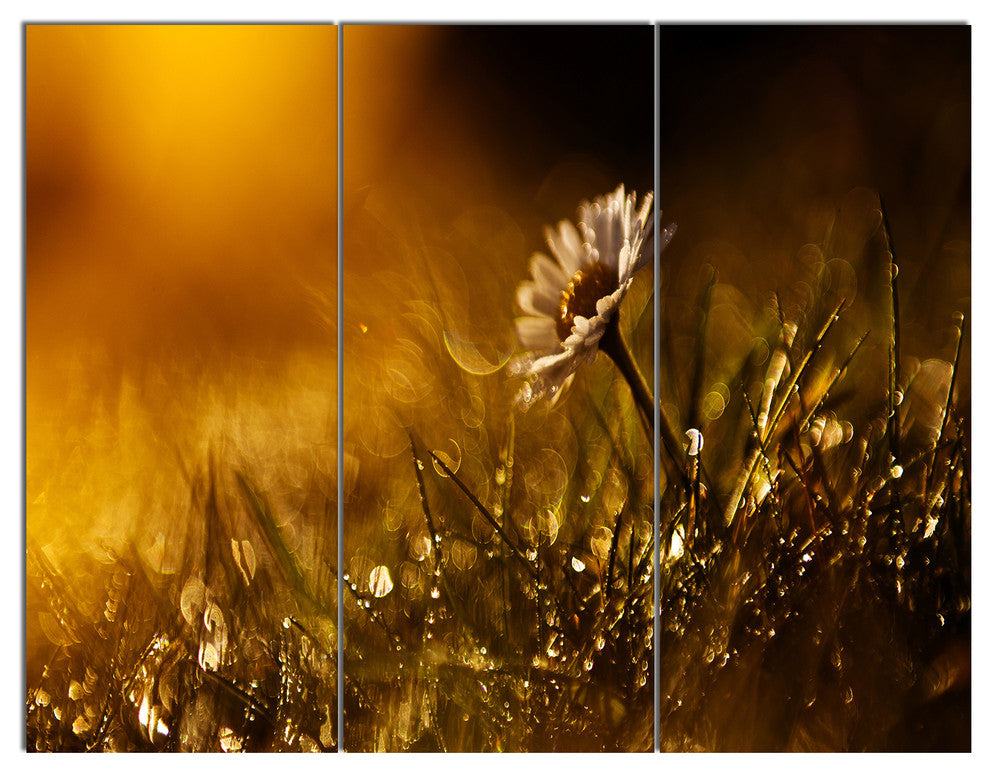 Vintage Wild Flower In Sunset, Large Floral Triptych Canvas Art, 36x28, 3 Panels