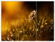 Vintage Wild Flower In Sunset, Large Floral Triptych Canvas Art, 36x28, 3 Panels