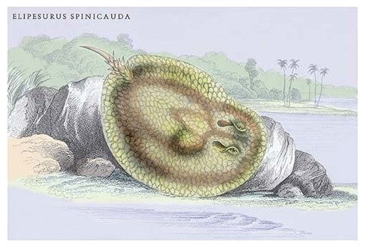 Elipersurus Spinicauda - Gallery Wrapped Canvas Art 28" x 42"