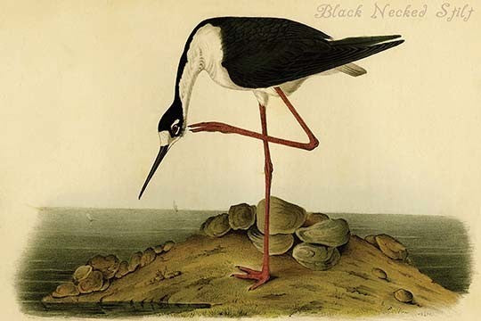 Black Necked Stilt - Gallery Wrapped Canvas Art 28" x 42"