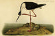 Black Necked Stilt - Gallery Wrapped Canvas Art 28" x 42"