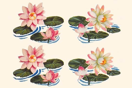 Four Water Lilies - Canvas Poster 20" x 30"