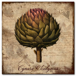 Tina Lavoie 'Cynara Scolymus' Canvas Art, 14" x 14"