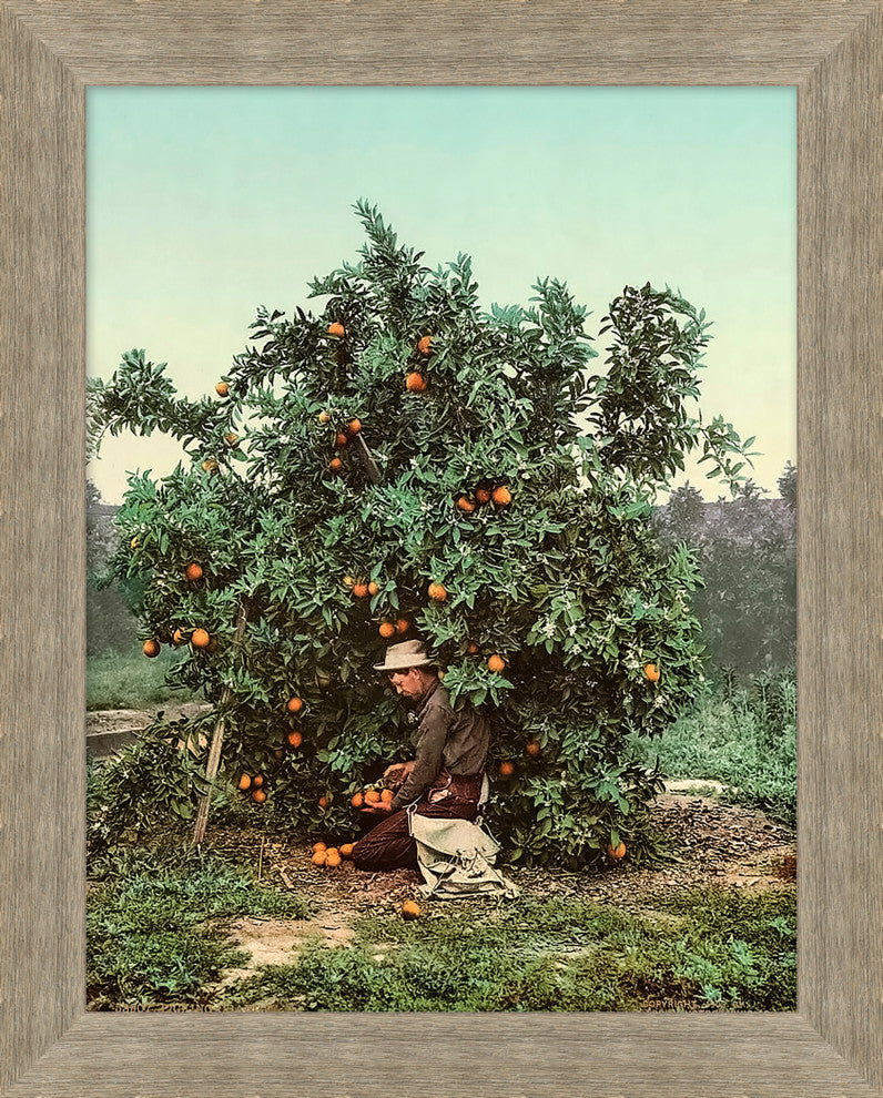 Picking Citrus