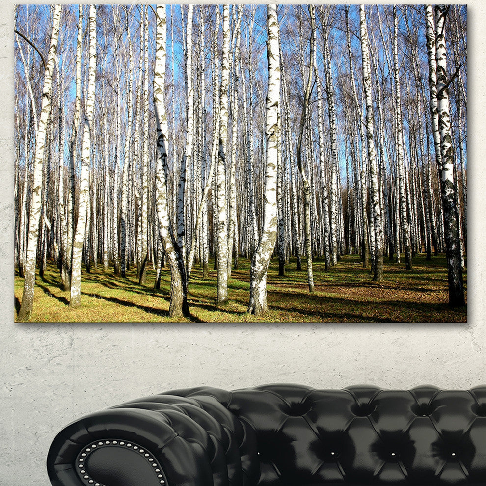 Sunny Autumn Birch Grove, Modern Forest Canvas Art, 40"x30"