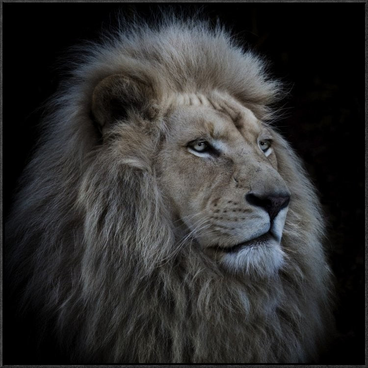 "Proud Lion" Framed Canvas Giclee by Louise Wolbers, 31x31"