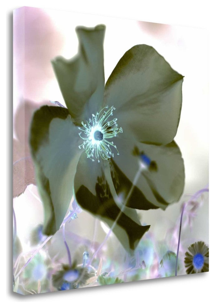 "Floral Color - 16" By Alan Blaustein, Giclee Print on Gallery Wrap Canvas