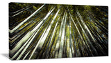 "Long Bamboos in Bamboo Forest" Forest Canvas Wall Art Print, 40"x20"