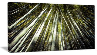 "Long Bamboos in Bamboo Forest" Forest Canvas Wall Art Print, 40"x20"