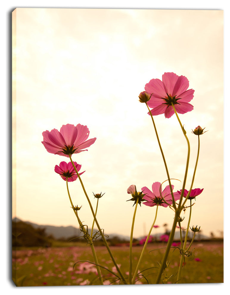 Blooming Cosmos Flower Field, Floral Canvas Art Print, 12"x20"