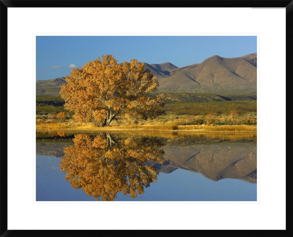 Cottonwood Fall Foliage With Magdalena Mountains, New Mexico, 30"x24"