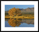 Cottonwood Fall Foliage With Magdalena Mountains, New Mexico, 30"x24"