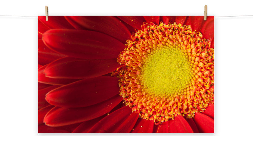 Nature's Beauty Nature Photography, Floral Unframed Wall Art Print, 11" X 14"