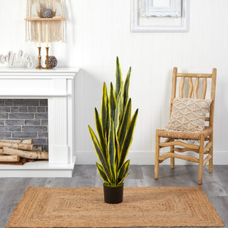 Lifestyle shot in interior setting; full plant visible; no text overlays.
