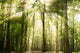 Sun Rays Through Tree Tops Rural Landscape Photo Canvas Wall Art Print, 12" X 16"
