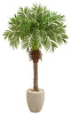 63" Robellini Palm Artificial Tree in Sandstone Planter