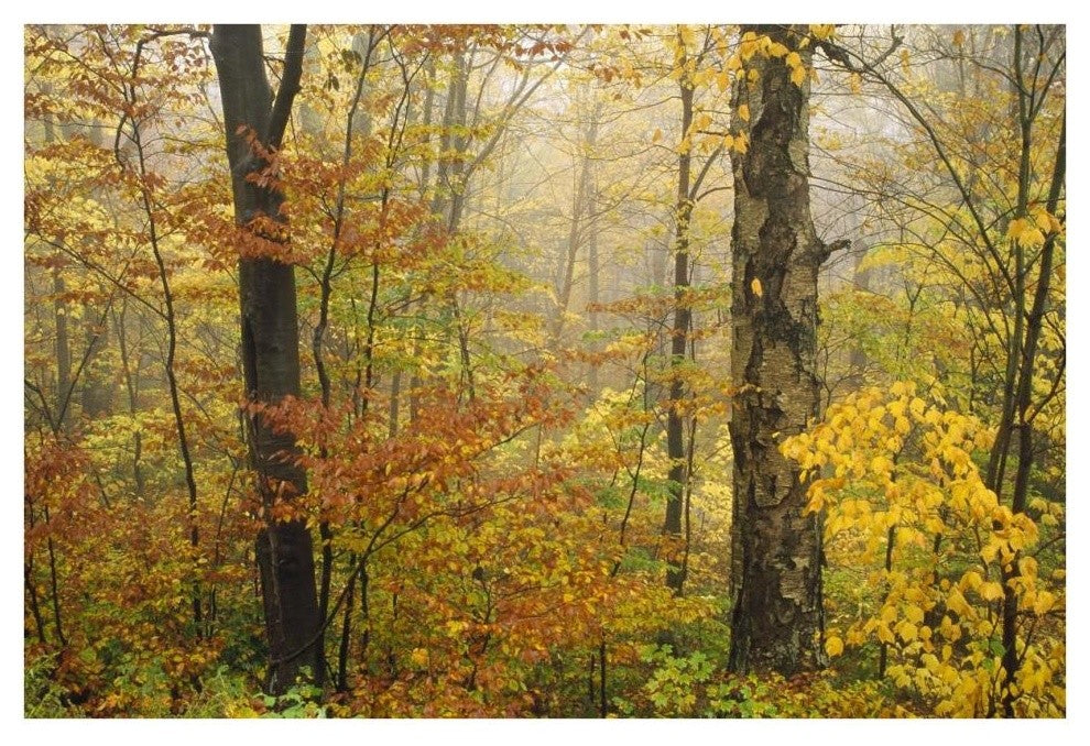 "Mixed deciduous forest in autumn, Mill Brook, Vermont" Paper Art, 38"x26"