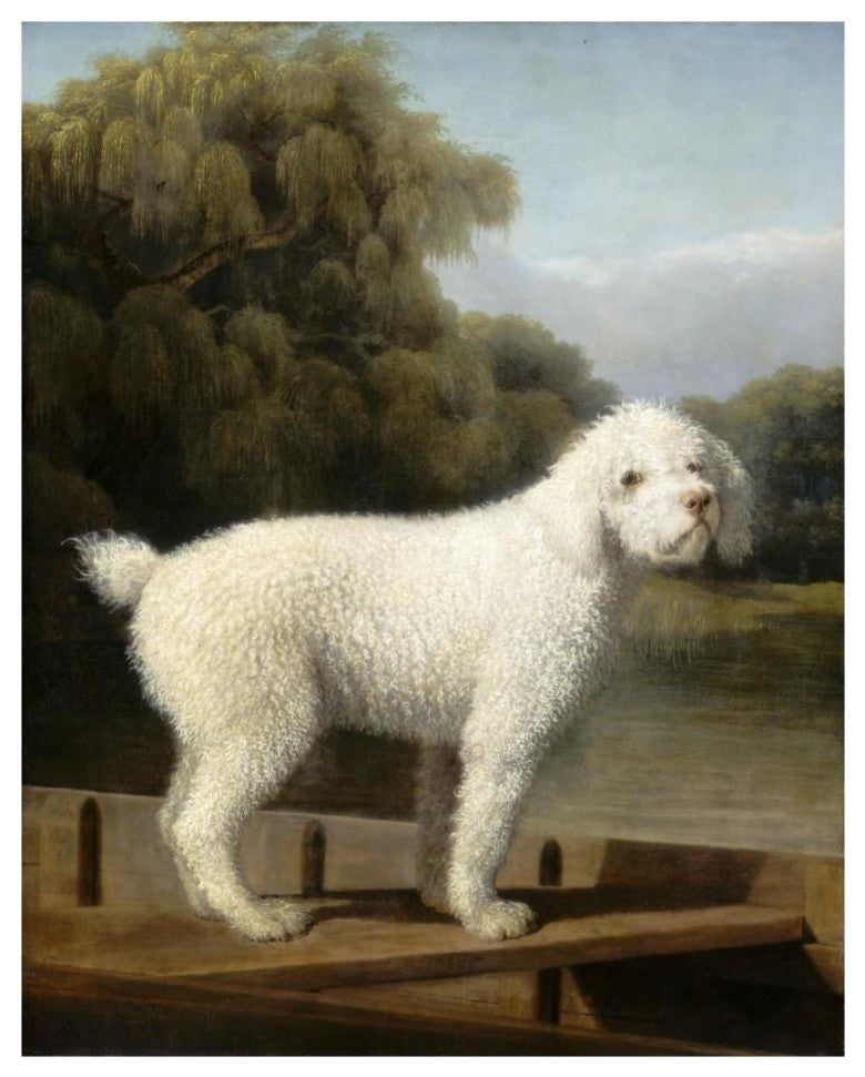 "White Poodle in a Punt, c. 1780" Digital Paper Print by George Stubbs, 24"x30"