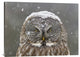 "Great Grey Owl Winter Portrait" Canvas by Mircea Costina, 40x30"