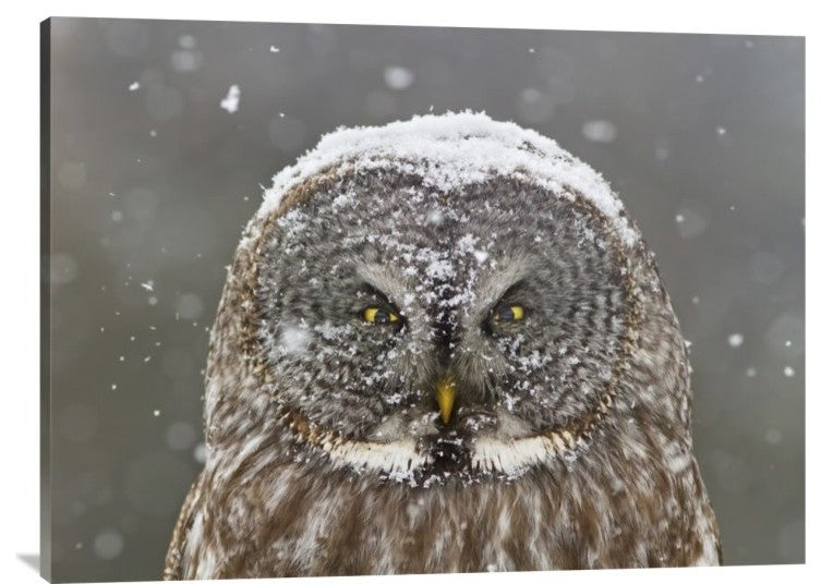 "Great Grey Owl Winter Portrait" Canvas by Mircea Costina, 40x30"