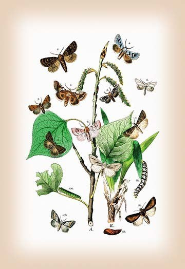 Moths: Pachnobia Carnea, Brithys Pancratii, Et Al- Gallery Wrapped Canvas Art