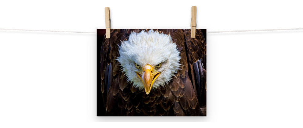 Bald Eagle Portrait Close-up Loose Wall Art Print, 8" X 10"